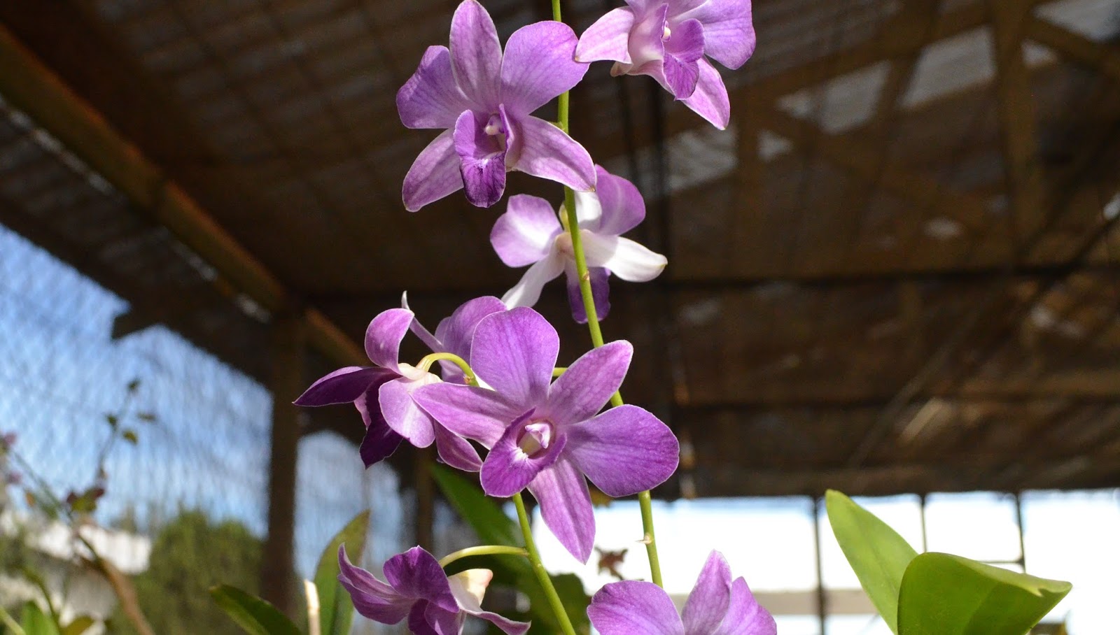 Vendas de Orquídeas | Orquidário UEL