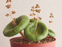 5  Weird And Wonderful Houseplants You Never Knew Existed
