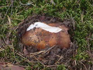 Russula mustelina DSC64507