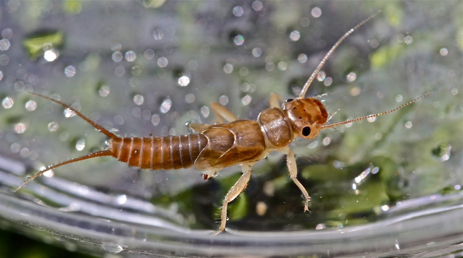 Aquatic Insects of Central Virginia: Stream Report: Powells Creek near ...