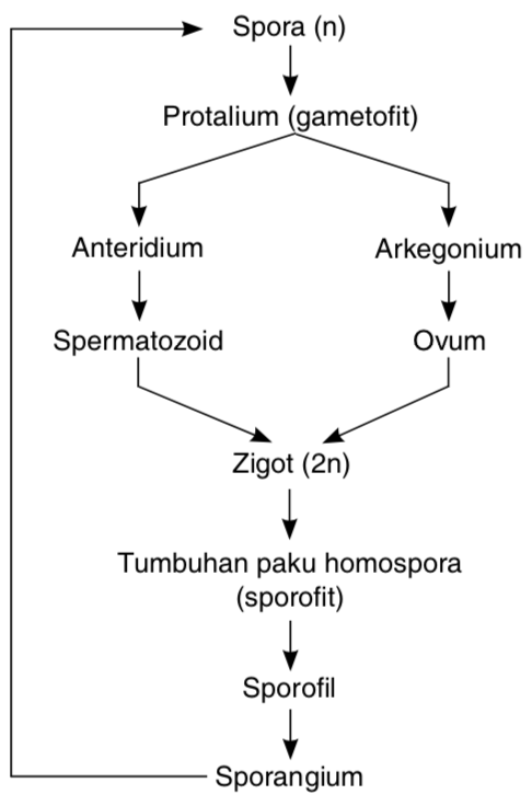 Tumbuhan paku homospora