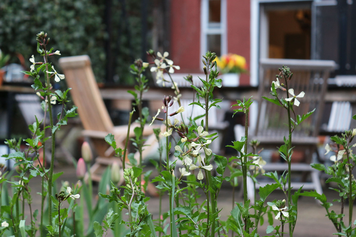66 Square Feet (Plus) Last call for arugula flowers