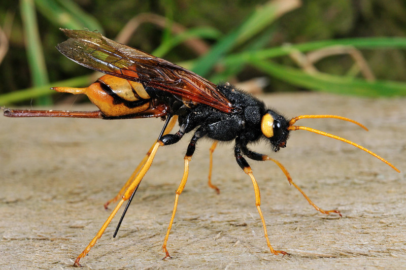 One way, two directions Do Giant Horntail's Give You Nasty Stings?