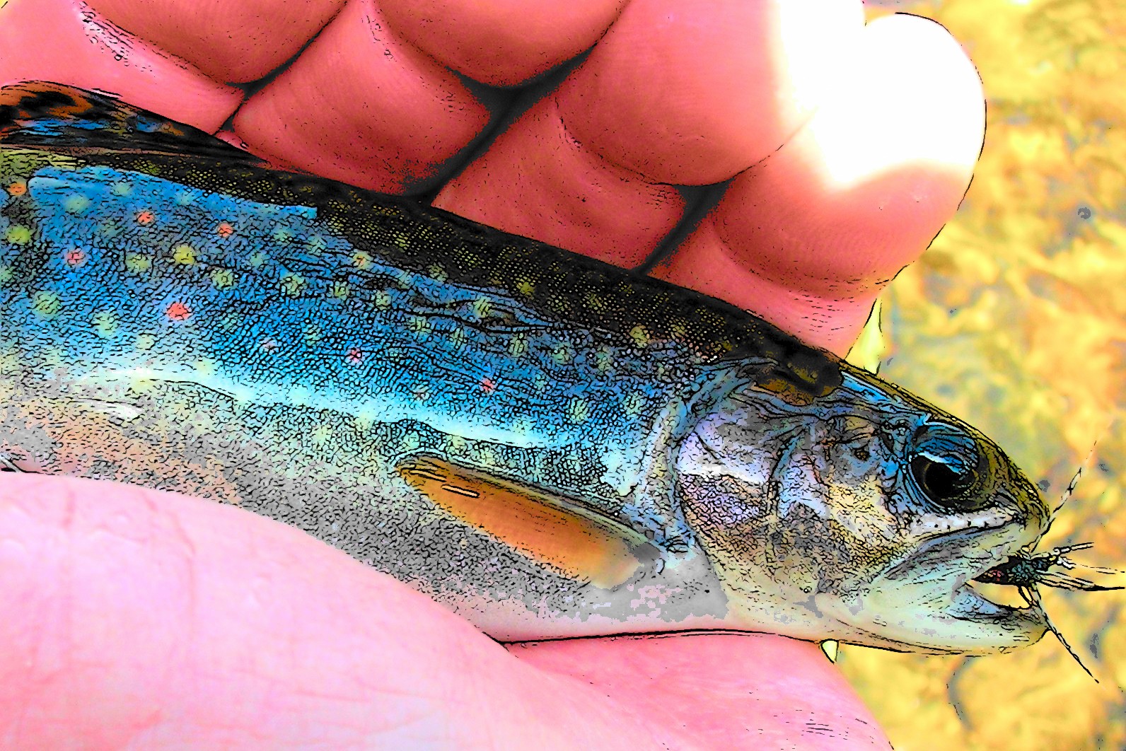 Small Stream Reflections Brook Trout ,.... Plus