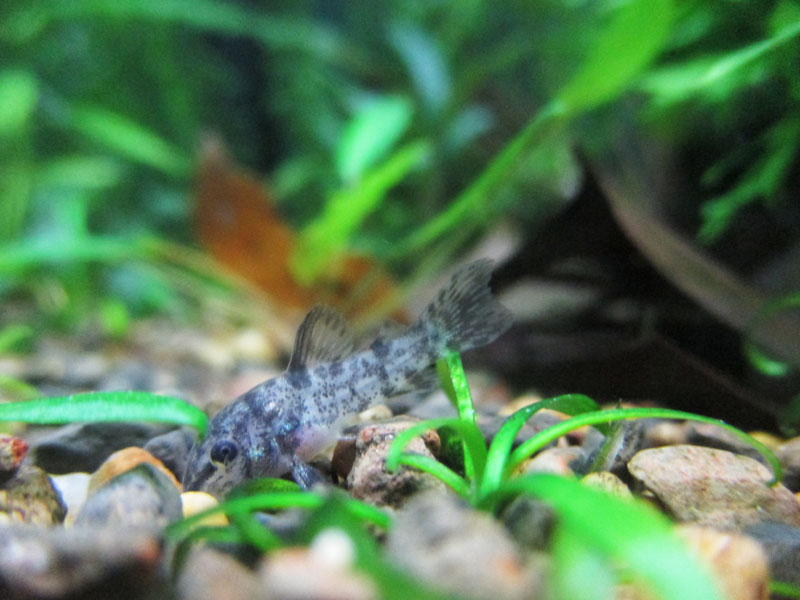 Green Jean: baby catfish update