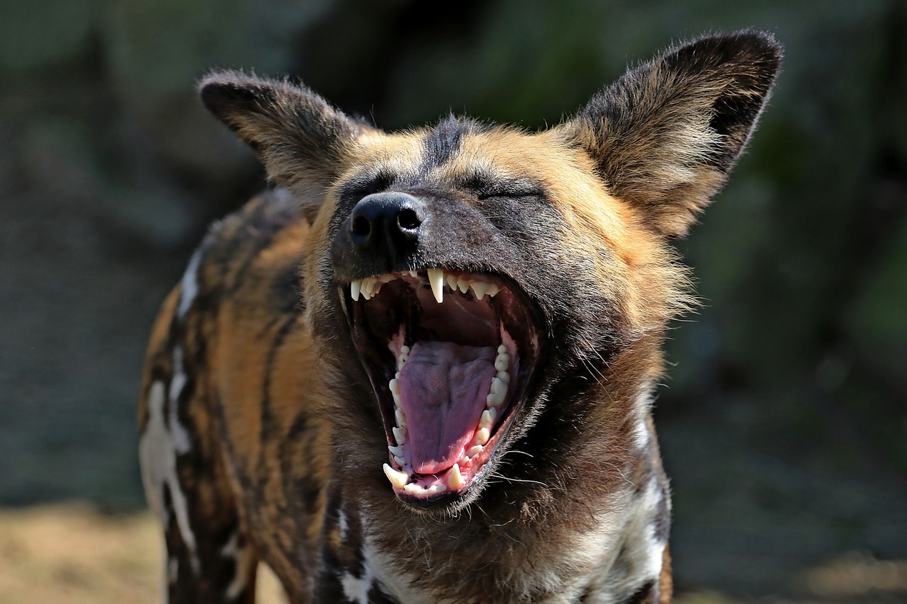 FACTS ABOUT HYENA IN HINDI