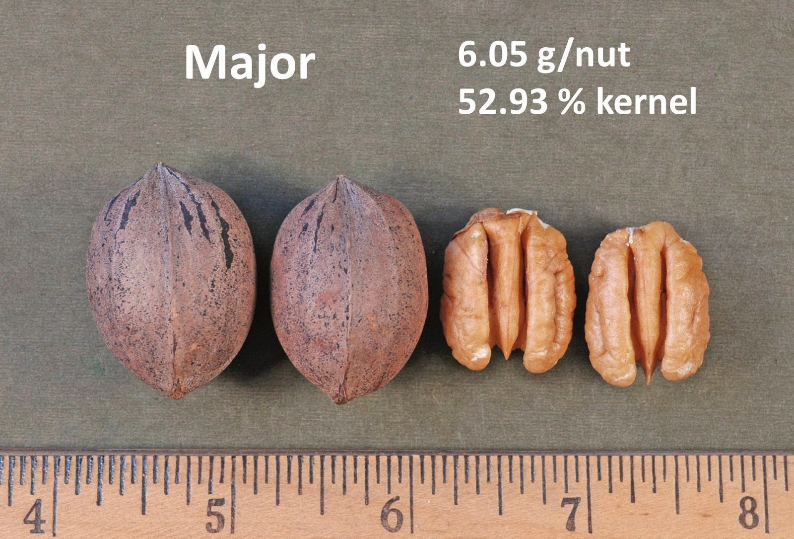 Northern Pecans The origins and history of Major pecan