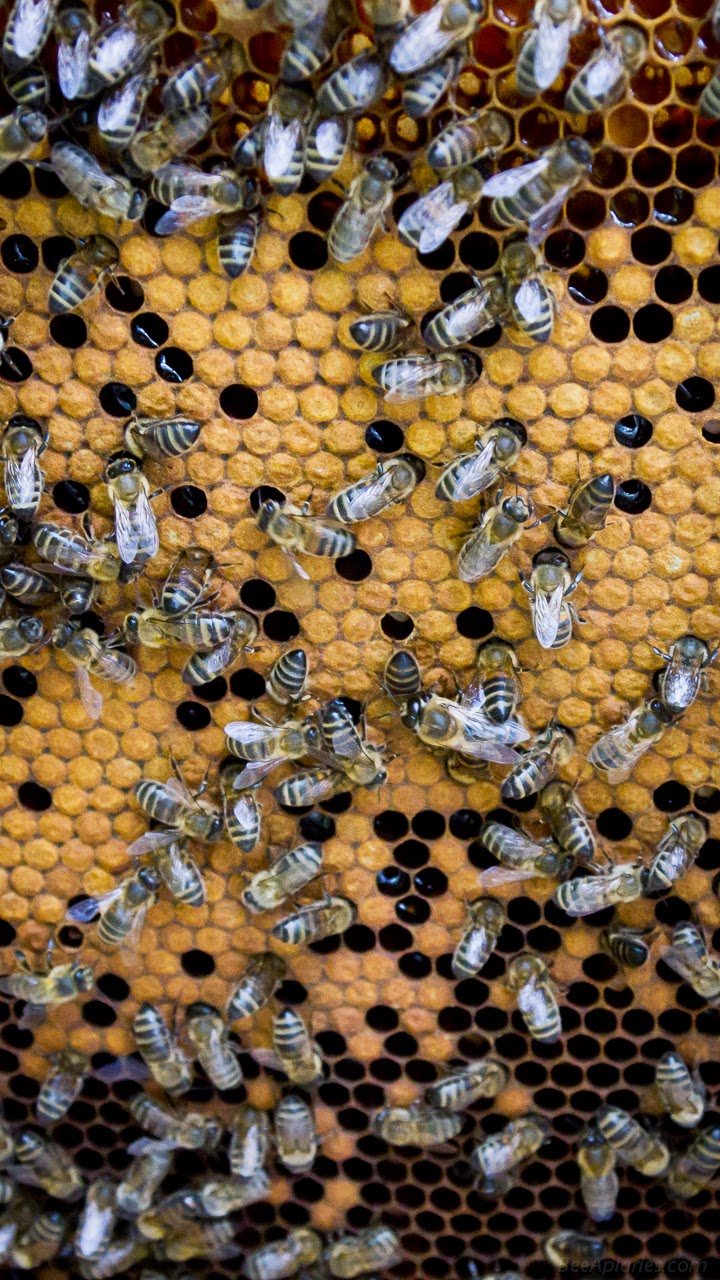Beekeeping Wallpapers for Smartphones 720x1280 - Part 3