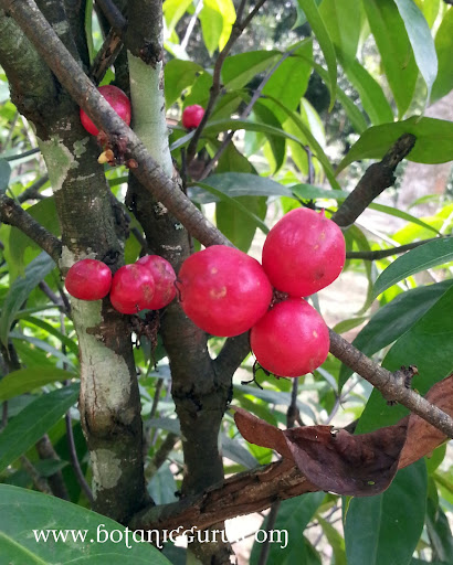 Phaleria clerodendron fruits