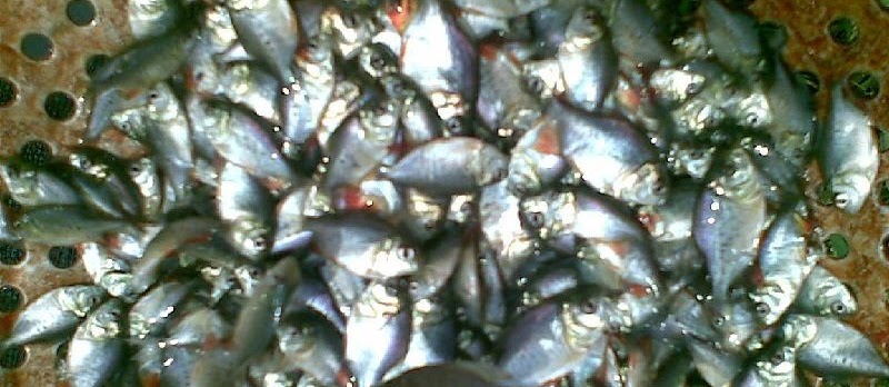 Benih Ikan Bawal Berkualitas Unggul? Ini Dia Ciri-Cirinya