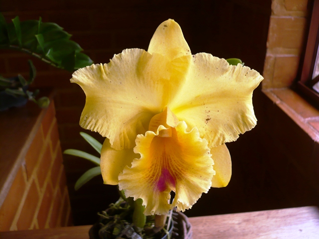 ORQUIDARIO RECREIO : Cattleya hibrida Amarela