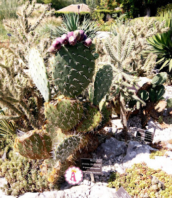 Цветущий кактус, Болгария