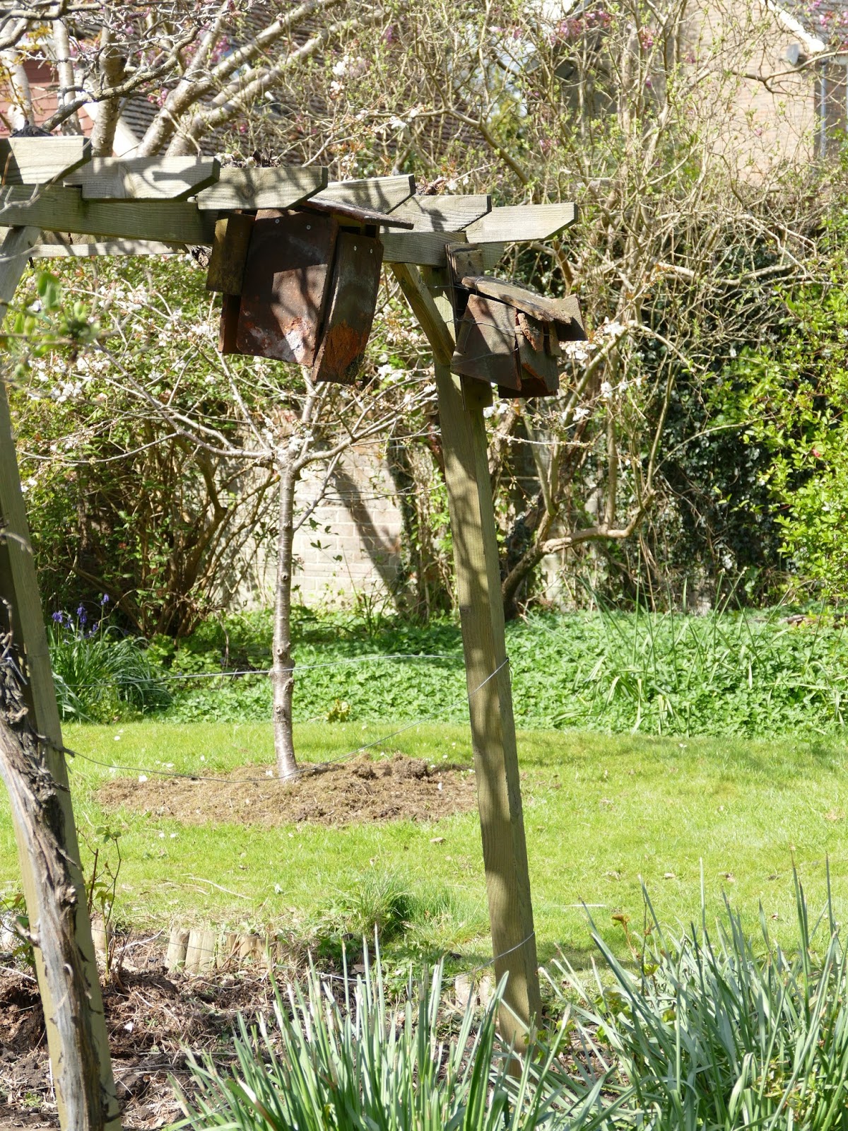 Peter Lovett's ramblings : Great Spotted Woodpecker attacking a Blue