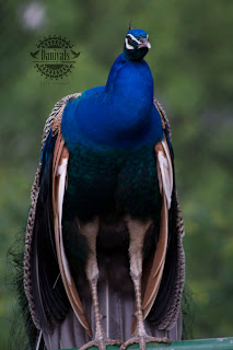 Daniyals Photography, Birds in Lake View Park, Bird Aviary, Lake View Park, Islamabad, Daniyal's Photography, https://www.facebook.com/daniyal.photography/