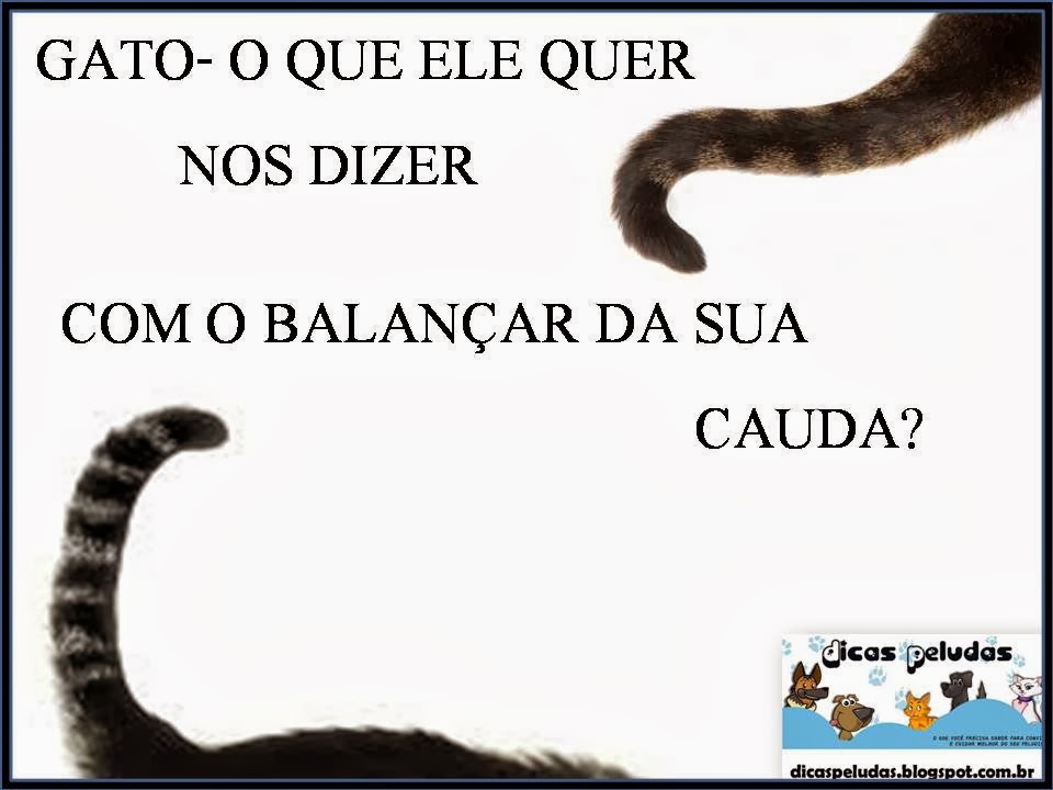 DICAS PELUDAS GATO O QUE ELE