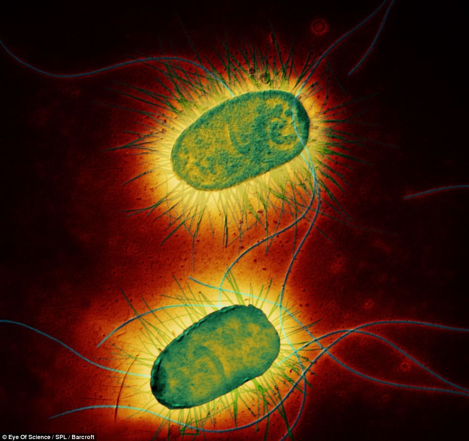 Blognya anak tuban sejati: Gambar Bakteri Dan Virus Menggunakan