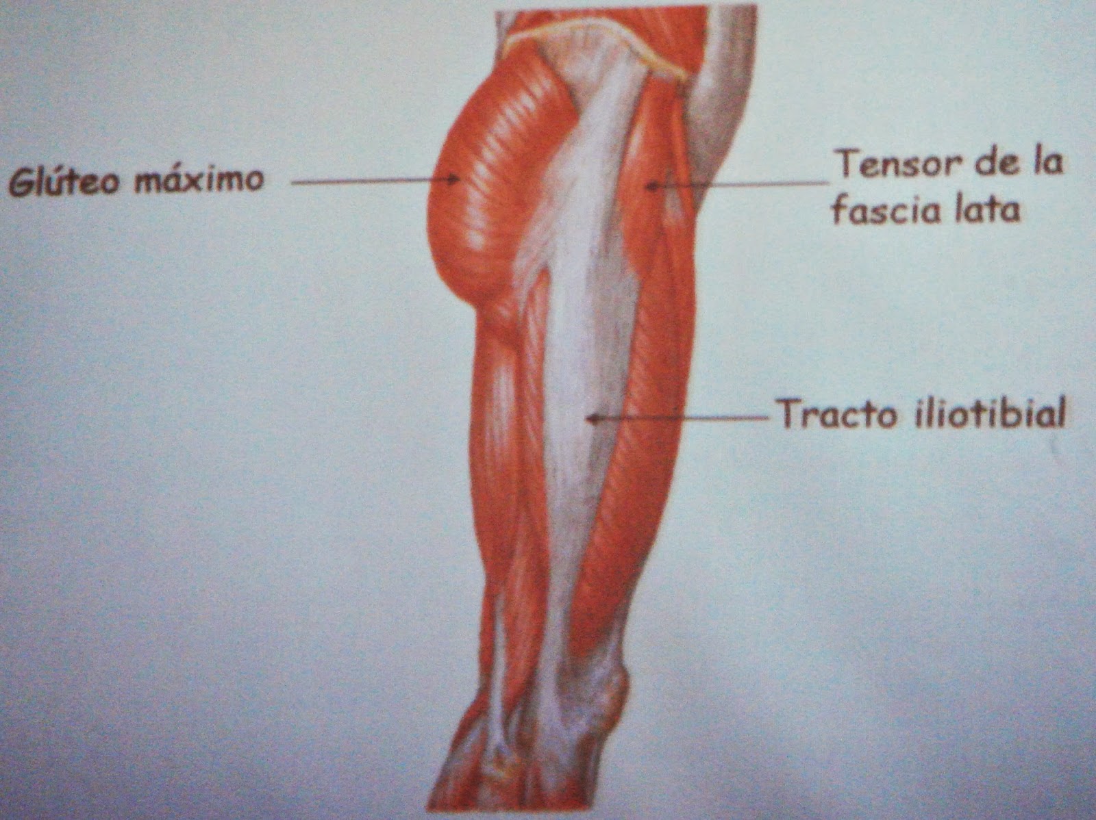 musculos del miembro inferior morfologia humana - instagram mhg twgram