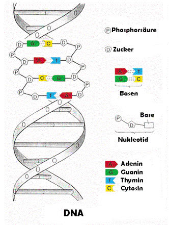 Allgemeines über die DNA