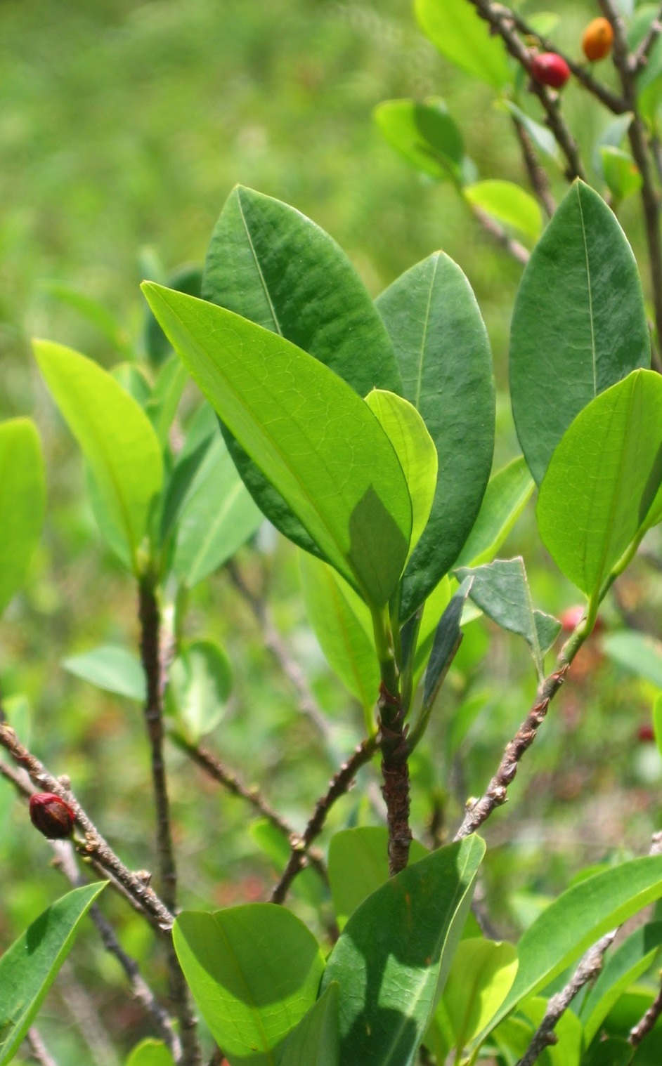 MI BOLIVIA AMADA EL VIAJE DE LA HOJA DE COCA DESDE LOS ANDES HASTA LOS TRIBUNALES EUROPEOS