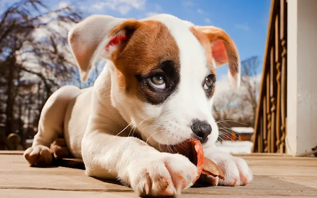 Een schattige puppy kauwt op een bot.
