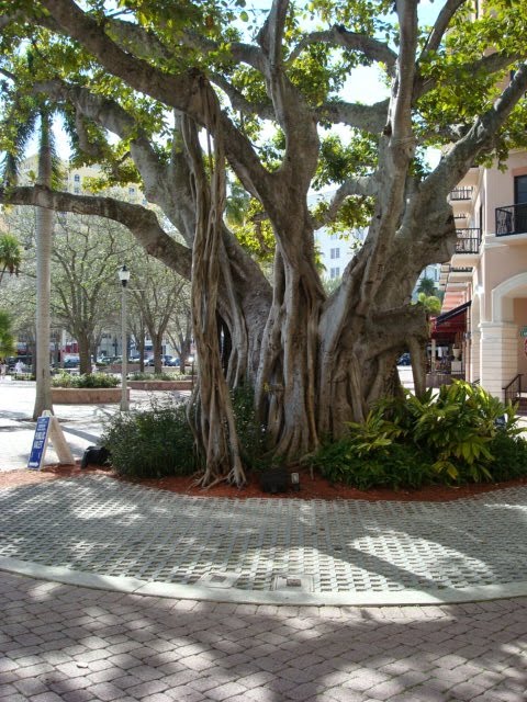 Anything Goes: Not just any Banyan Tree