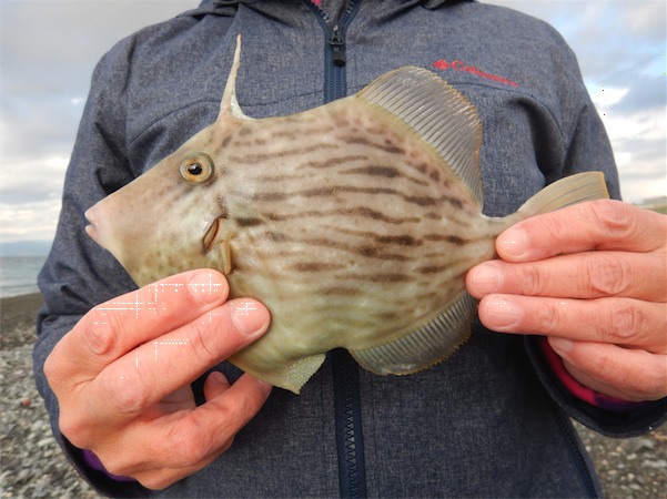 まこぶさ食堂 沼津千本浜でちょい釣り 柿田川へ行ってきました