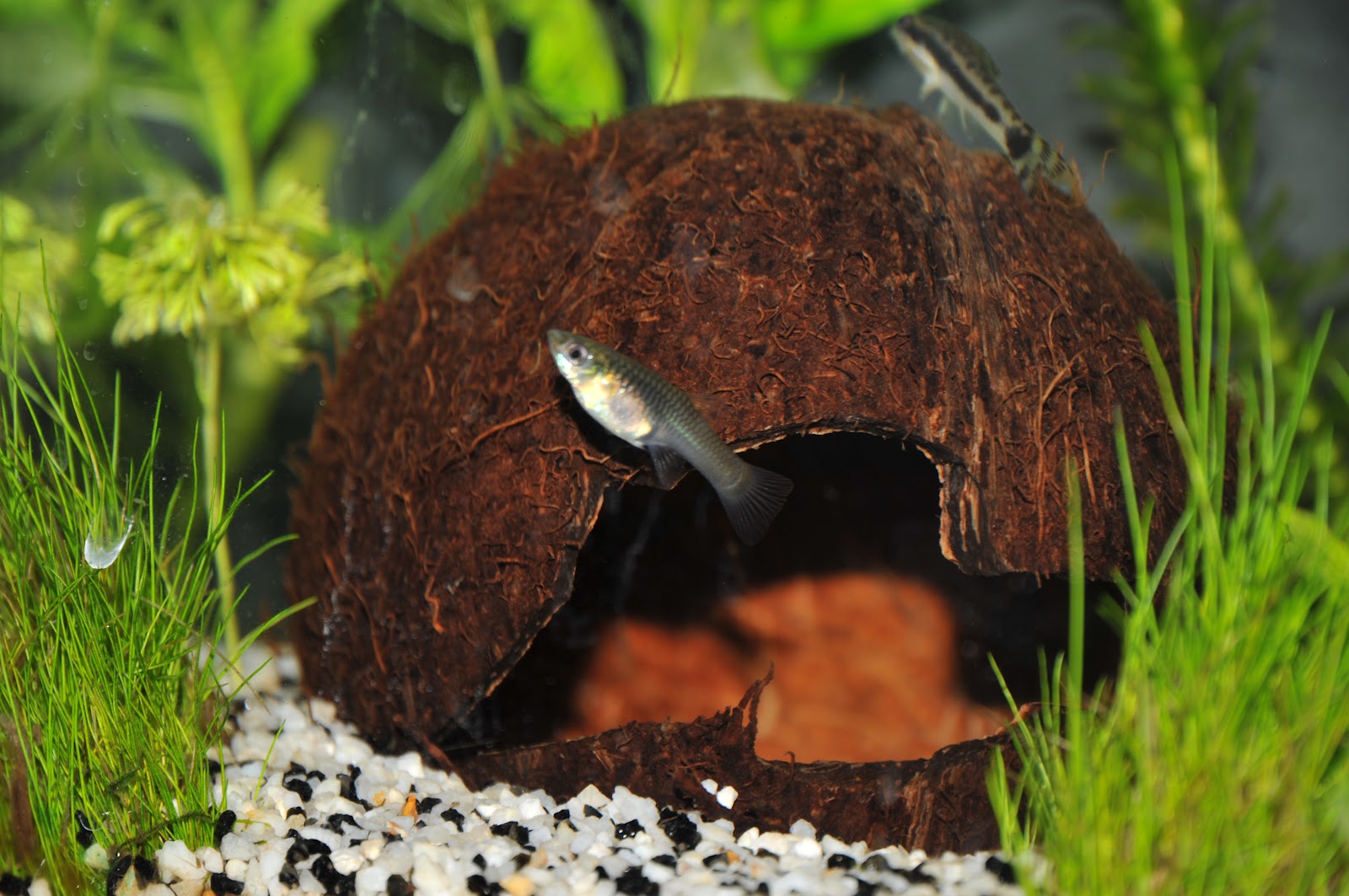 AquarioTrucs Décorez votre aquarium avec une noix de coco