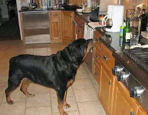 Peligros del perro en la cocina