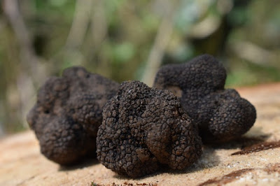 gambar jamur truffle hitam