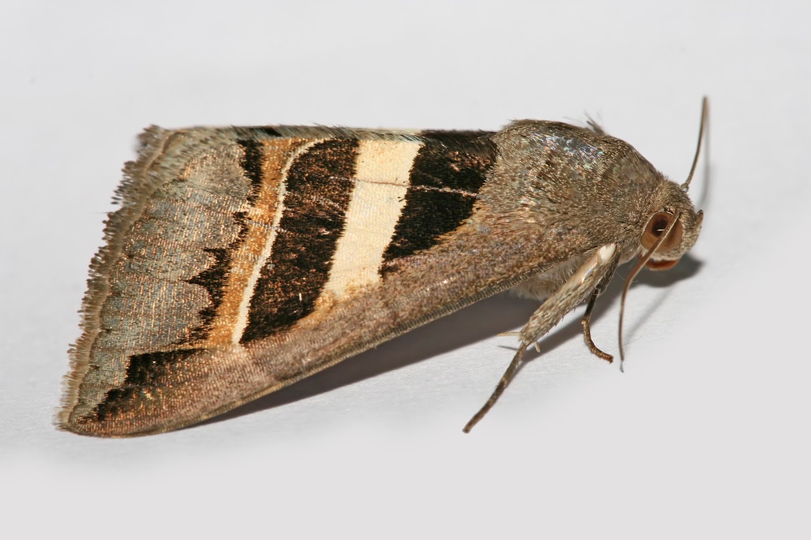 Insects: Grammodes geometrica moth