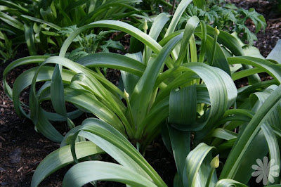How to grow Allium giganteum from seed