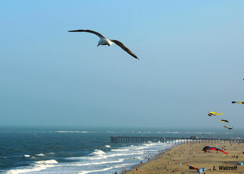 Assateague Island Weather Forecast Day Assateague Island Weather Forecast Day