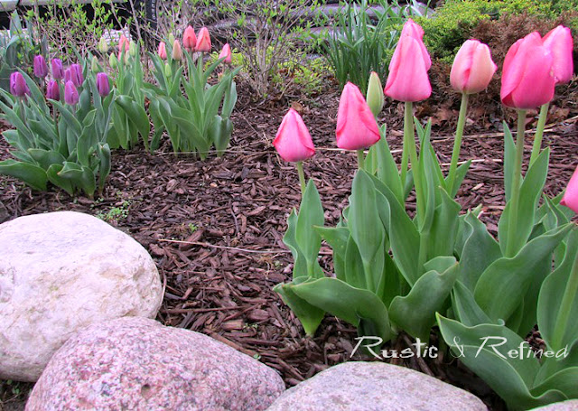 Spring blooming tulips