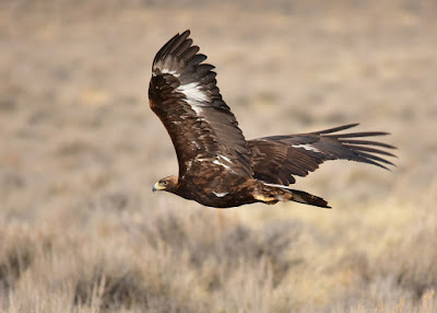 Mojave Desert Blog