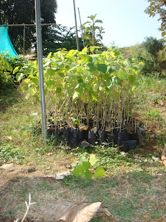 Go Green Initiative : Gmelina Arborea plantation