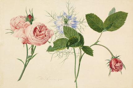 botanical RHS print botanical RHS print
