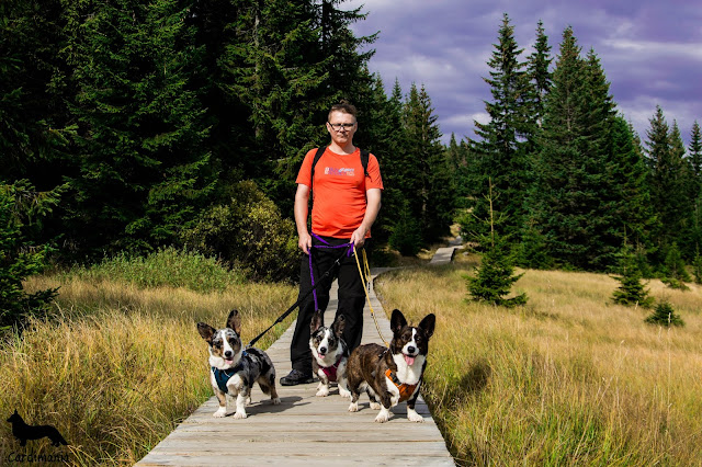 podróże z psem słonecznik w Karkonoszach
