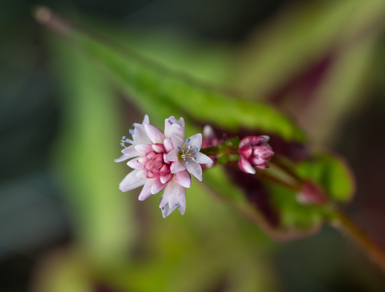 Gardening Through a Lens : The Significance of the Insignificant Flower ...