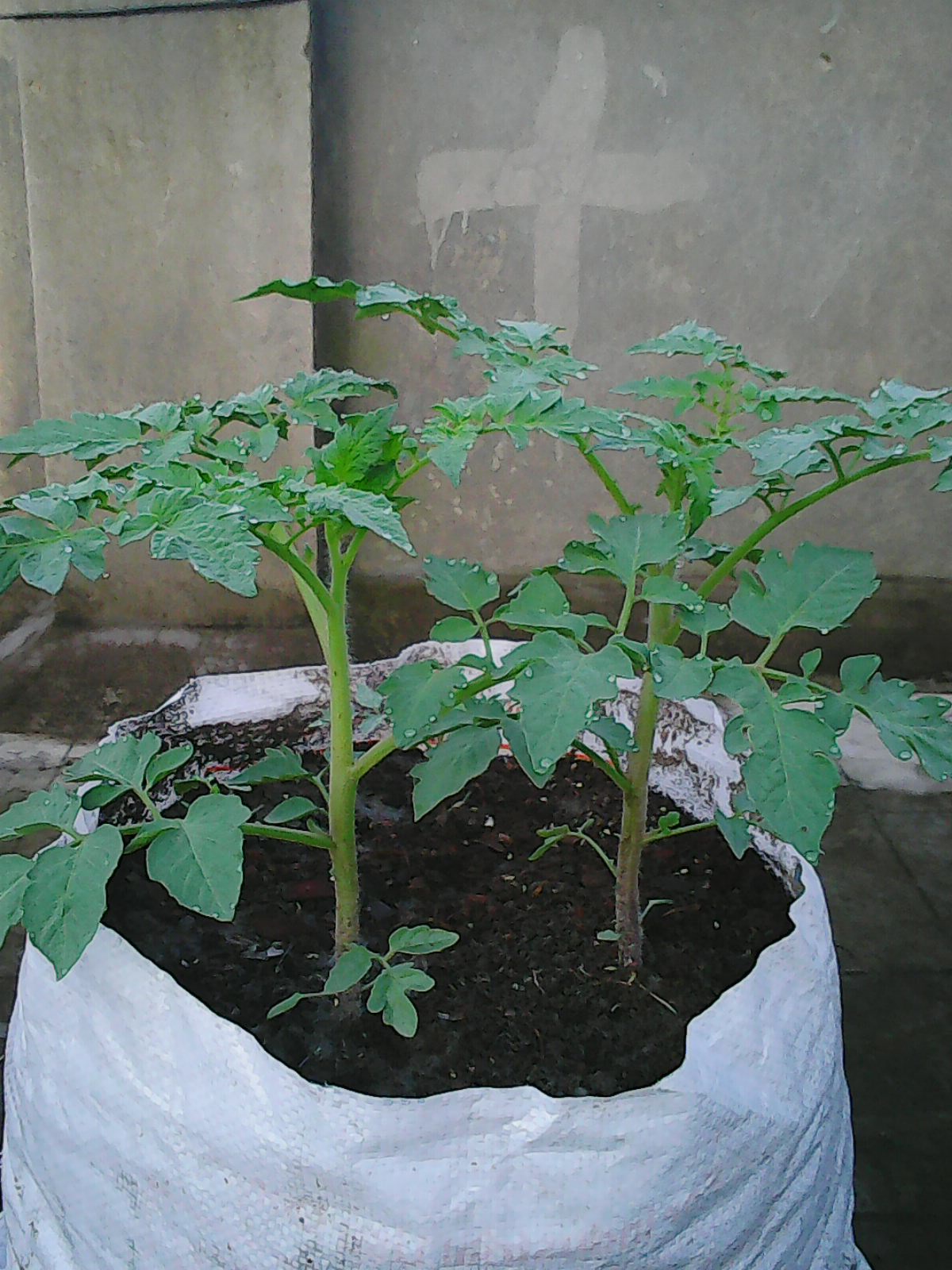 How to grow Tomato in bags