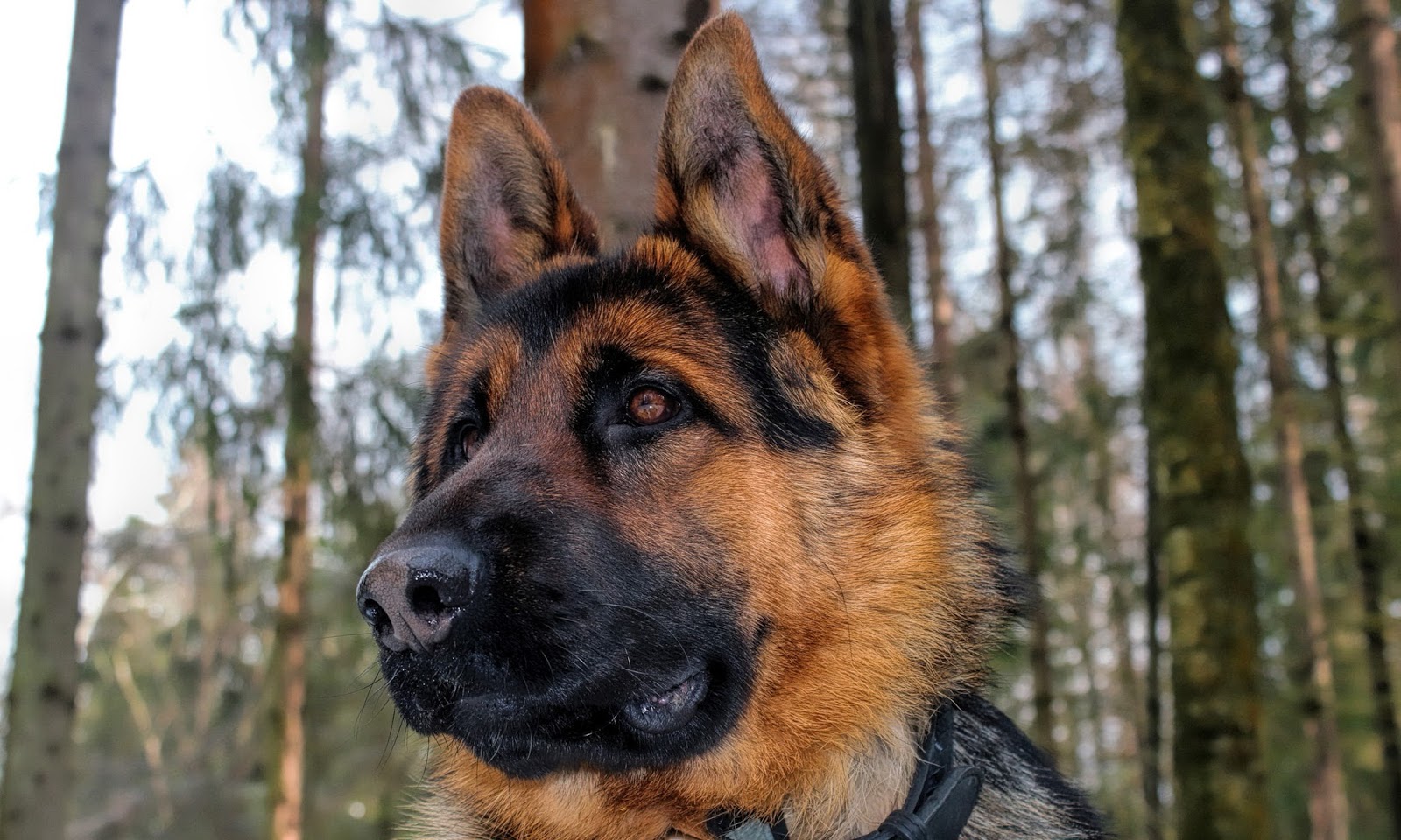 German Shepherd Puppy Wallpaper