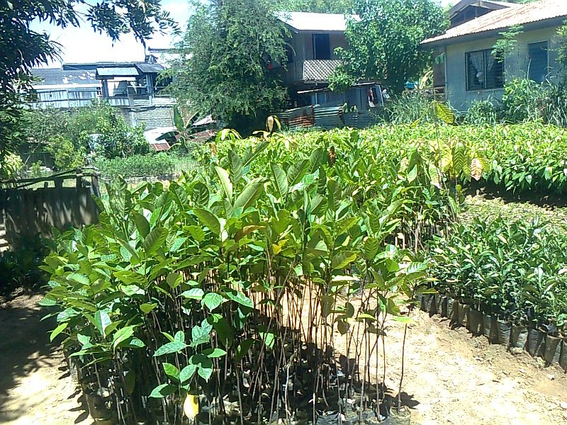 Fruit Trees For Sale Jackfruit Seedlings For Sale