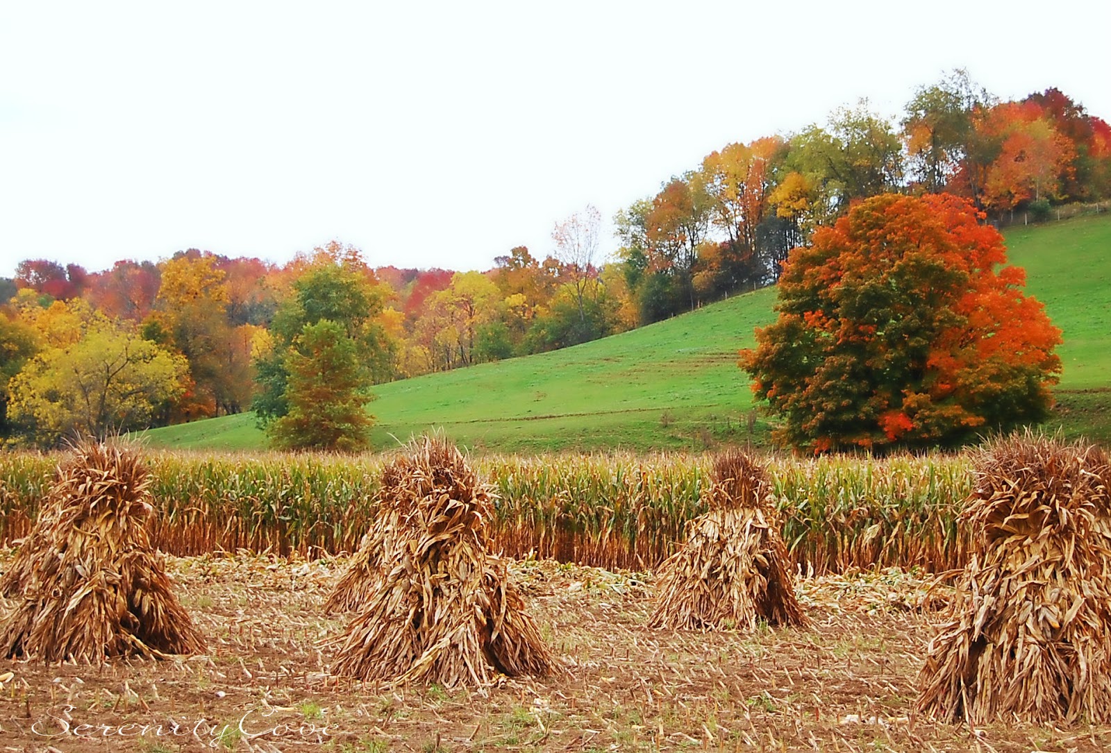 Сбор урожая осенью. Осень сбор урожая. Поле осенью. Осеннее поле. Осенний урожай поле.