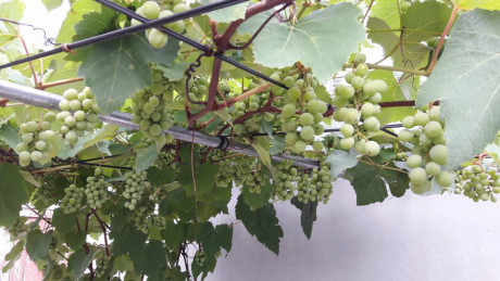 Chuyen la Viet Nam: Gian nho Phap triu qua tren san thuong - Anh 3