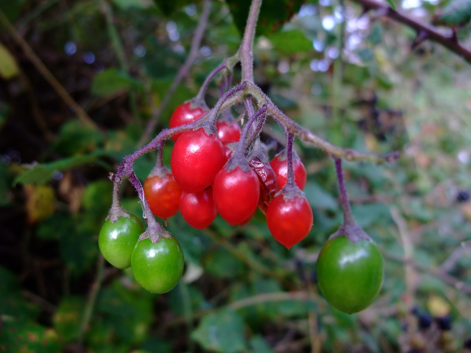 HERBAL PICNIC BITTERSWEET NIGHTSHADE