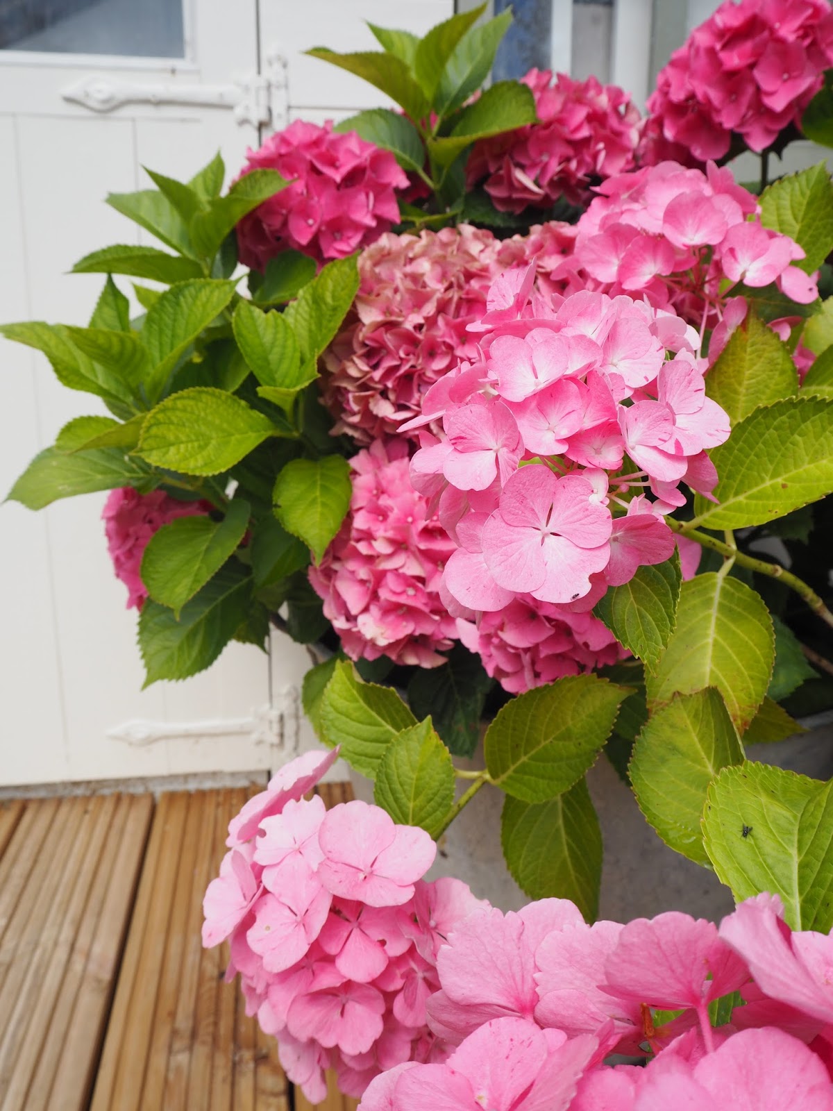 Caring For Hydrangea Avril Phua Motherhood Life Everything