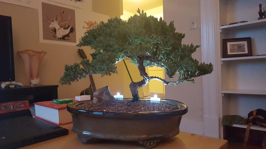 How Often Should You Water an Indoor Japanese Juniper? About Bonsai