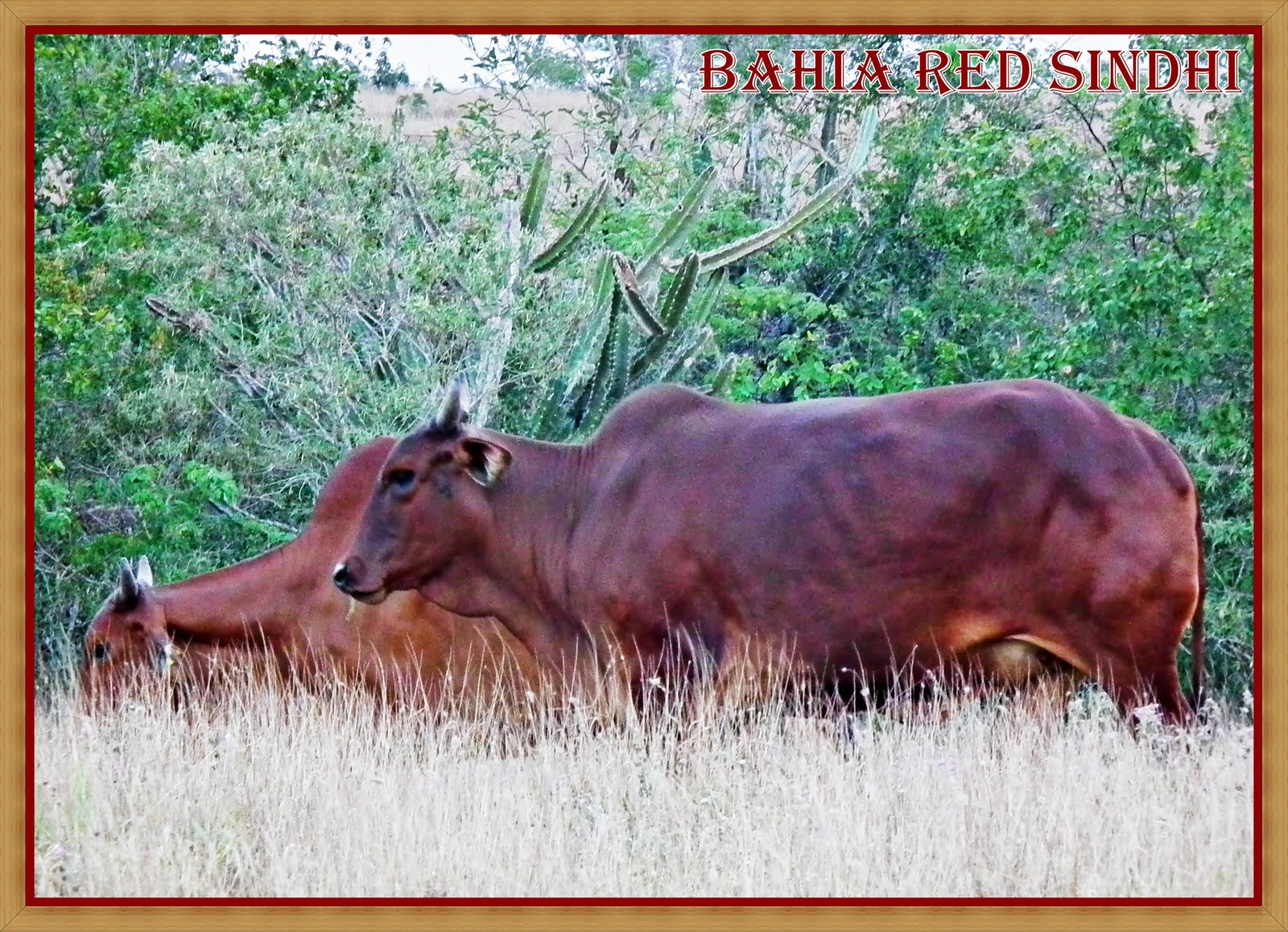 Bahia Red Sindhi O SINDI É O REI