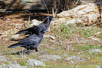 Northwestern Crow