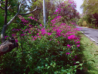 Beautiful Bougenville Flower Garden By The Side Of The Road At Pemuteran North Bali