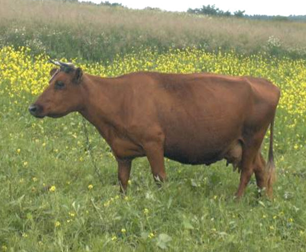 lithuanian red cattle, about lithuanian red cattle, lithuanian red cattle breed, lithuanian red cattle breed info, lithuanian red cattle breed facts, lithuanian red cattle color, lithuanian red cattle care, lithuanian red cattle coat color, caring lithuanian red cattle, lithuanian red cattle characteristics, lithuanian red cattle facts, lithuanian red cattle for meat, lithuanian red cattle for milk, lithuanian red cattle farms, lithuanian red cattle farming, lithuanian red cattle history, lithuanian red cattle info, lithuanian red cattle images, lithuanian red cattle information, lithuanian red cattle meat, lithuanian red cattle milk, lithuanian red cattle milk production, lithuanian red cattle milk yield, lithuanian red cattle origin, lithuanian red cattle photos, lithuanian red cattle pictures, lithuanian red cattle rearing, raising lithuanian red cattle, lithuanian red cattle size, lithuanian red cattle uses, lithuanian red cattle weight